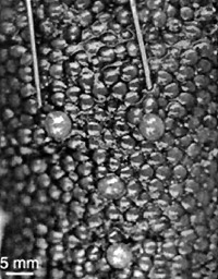 . 1.      <br>,  Polypodium hydriforme