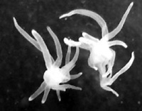 . 2.    Polypodium <br>hydriforme