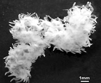 . 3.   Polypodium hydriforme, <br>   