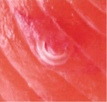 Рис. 7. Личинка анизакиды в мышечной ткани рыбы